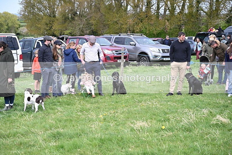 WJ6_8766 - Class 8 Best Working / Gun Dog or Bitch