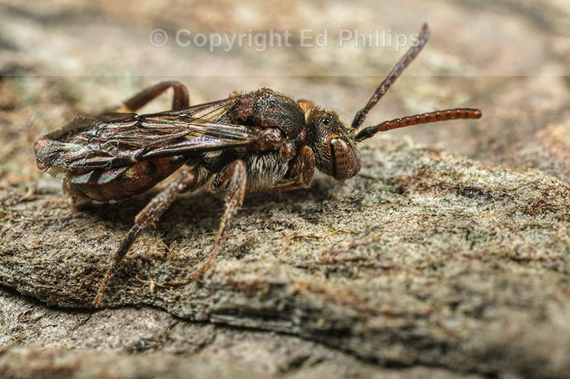 Nomada guttulata (f)