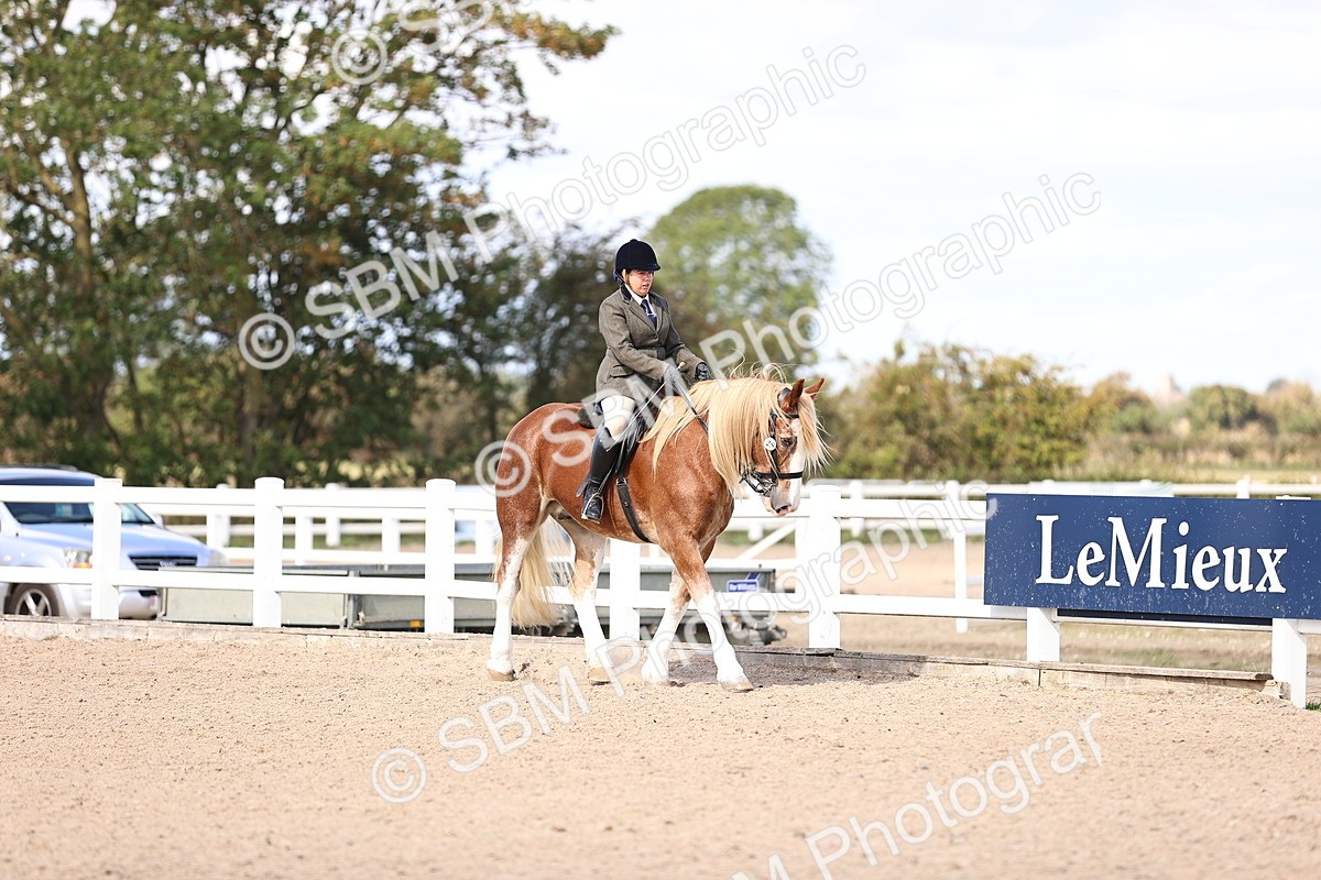 SBM_14354 - Class 412 - Handsomest Gelding (IH or Ridden)Adult