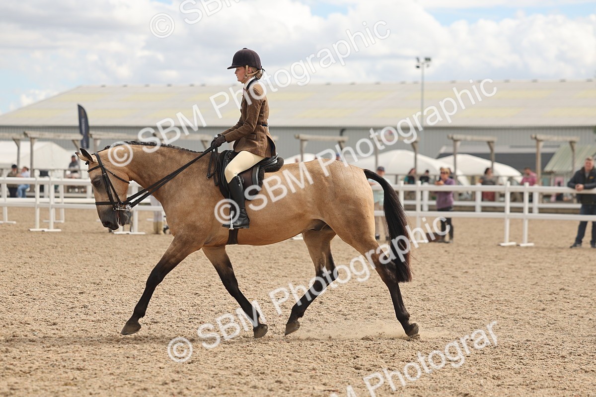 SBM_14770 - Class 308 - Ridden Coloured Horse