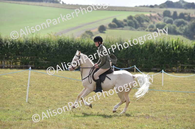 20250831-4086 - Class 13 - Working Hunter Horse or Pony