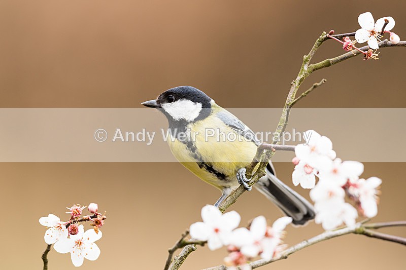 20160227-8E0A2419 - Great Tit