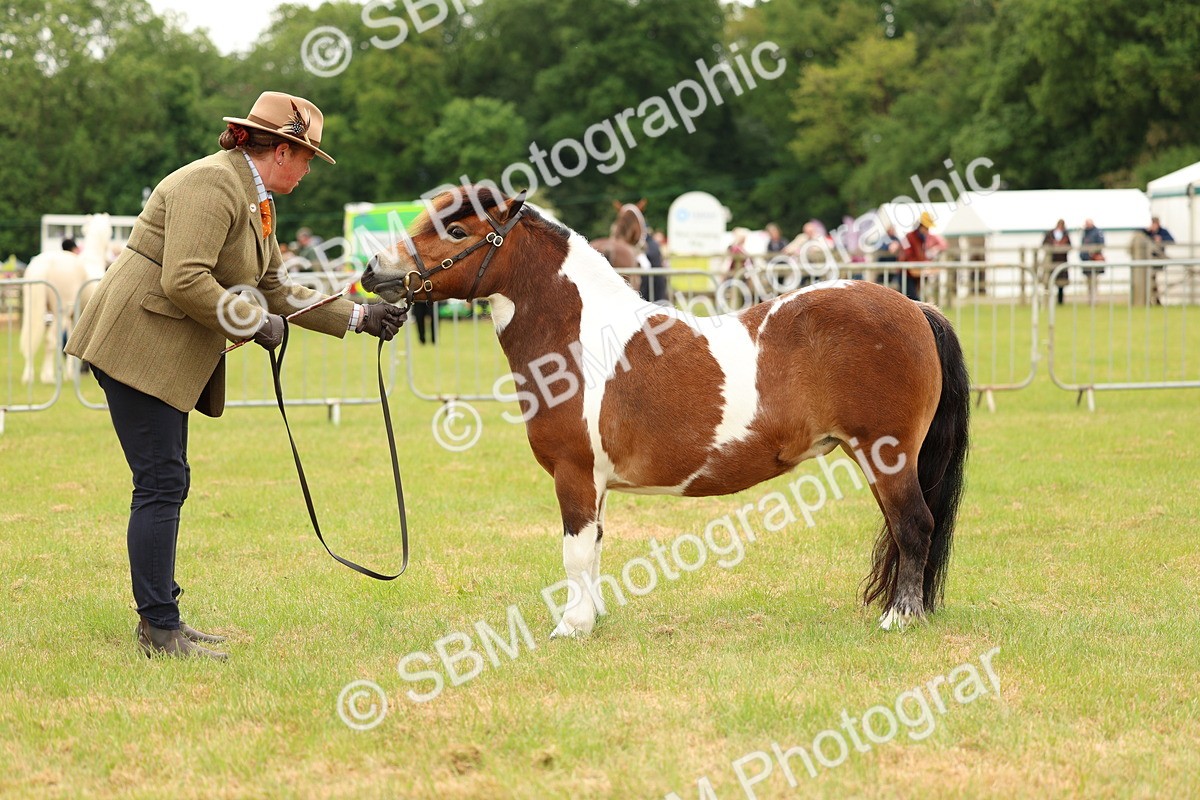 SBM_04376 - Class 64-67 - Shetland Pony In Hand
