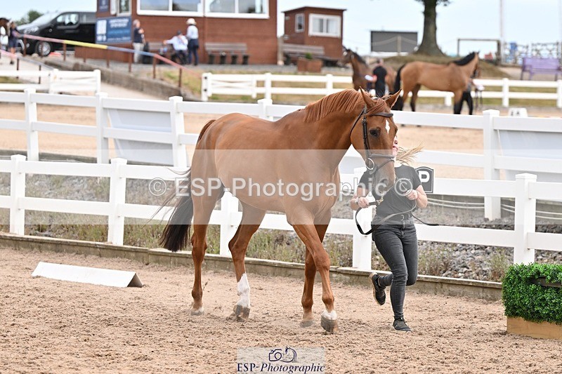 250716-151432-01815 - Trot Up 2.30 to 3.30