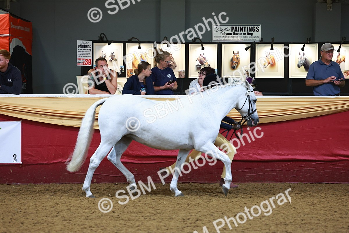 SBM_14700 - Class B - Junior Champ 11 to 16 Years