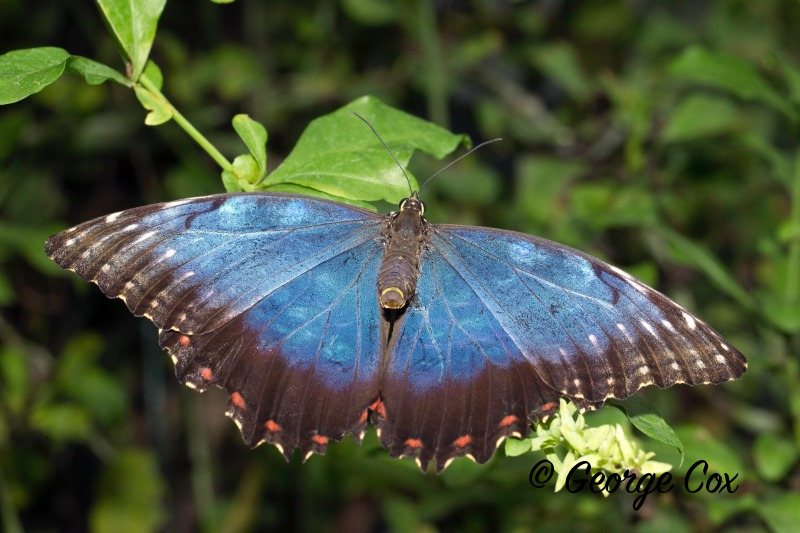 Blue Morpho butterfly