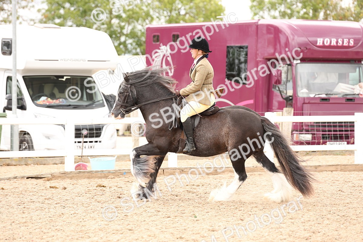SBM_19677 - Class 216 - Ridden Traditional - Native Cob