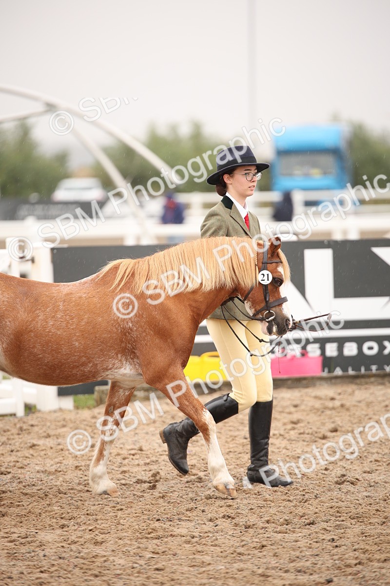 SBM_20219 - Class 703 - IH  Coloured