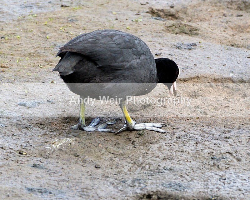 20110618-IMG_5972 - Rails & Coots