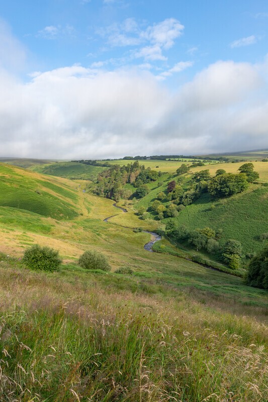 A Moorland scene - Exmoor