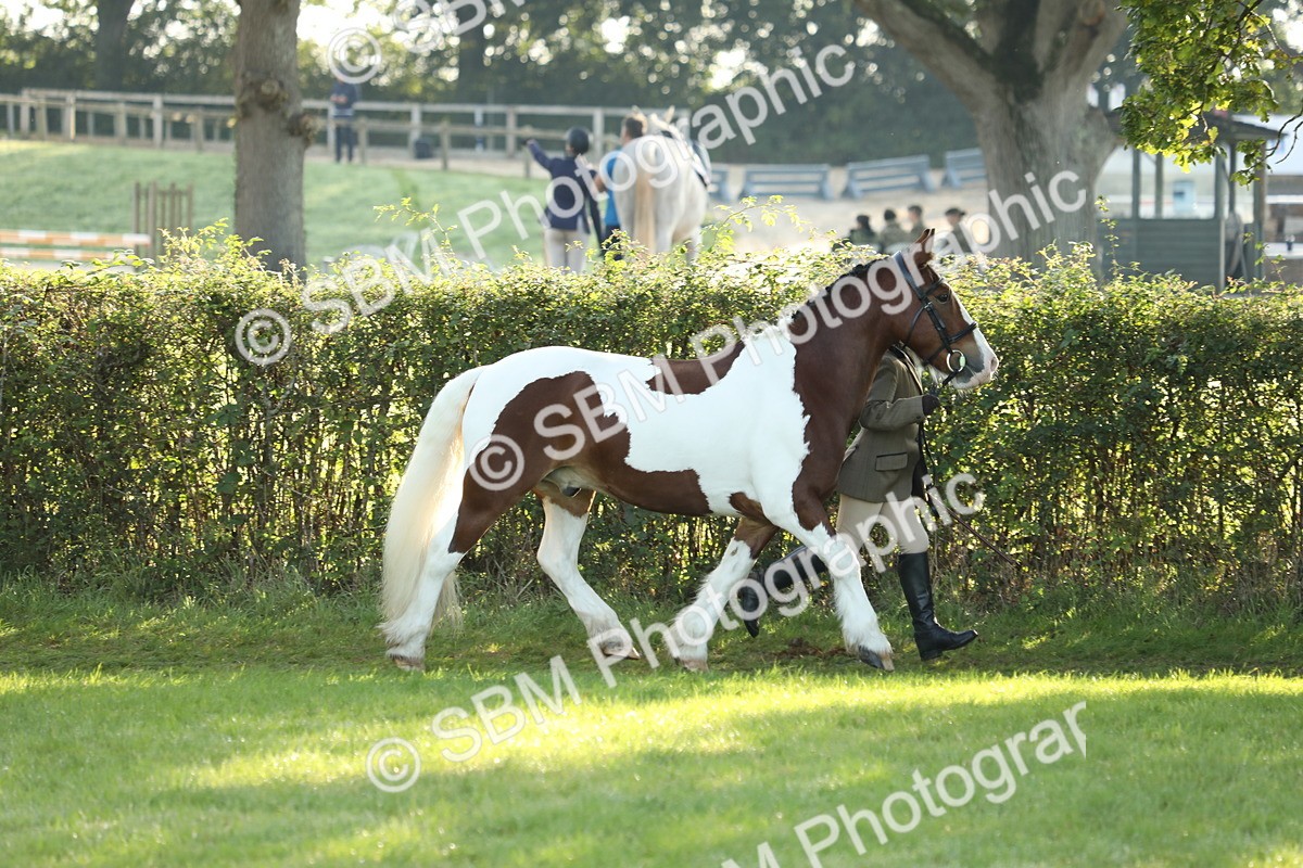 SBM_60834 - S43 - Coloured Pony In Hand