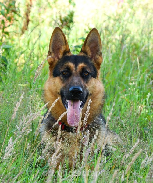 Tess - Dogs