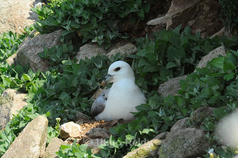  - Saltee Islands Birdlife