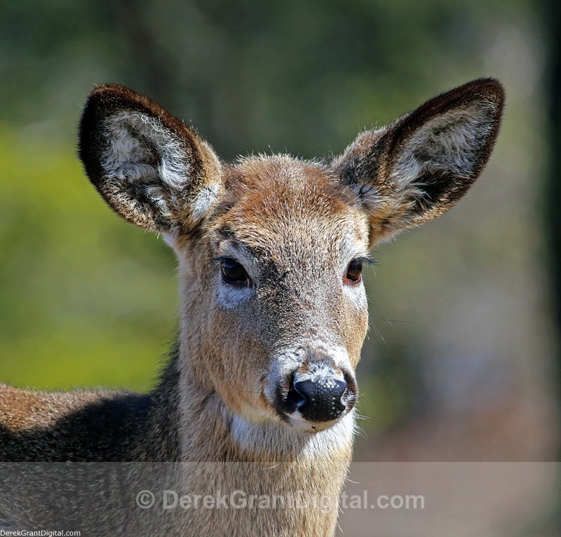 Young White-tailed Deer - Mammals, Reptiles & Amphibians