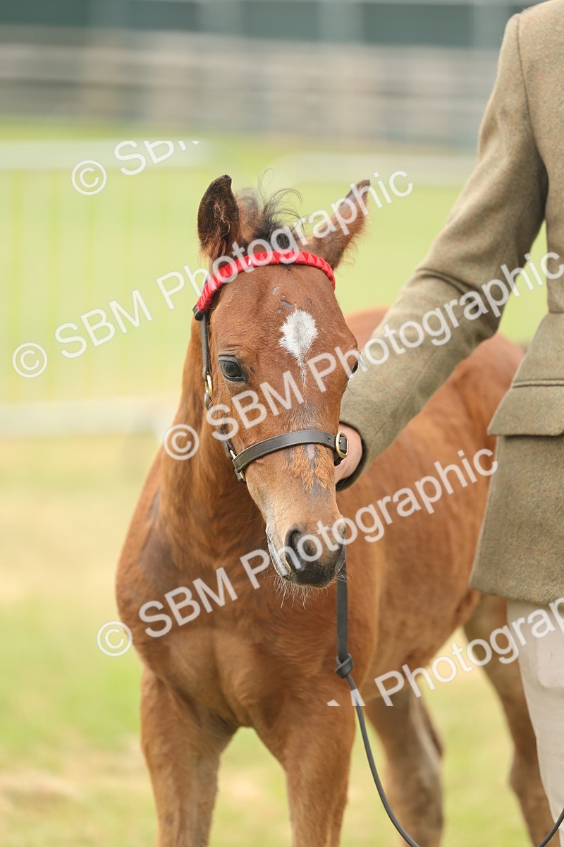 SBM_05534 - Class 68-73 - Riding Pony Breeding