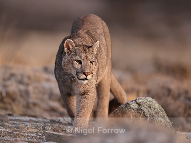 Young male Puma, early morning, Torres del Paine, Chile - Puma
