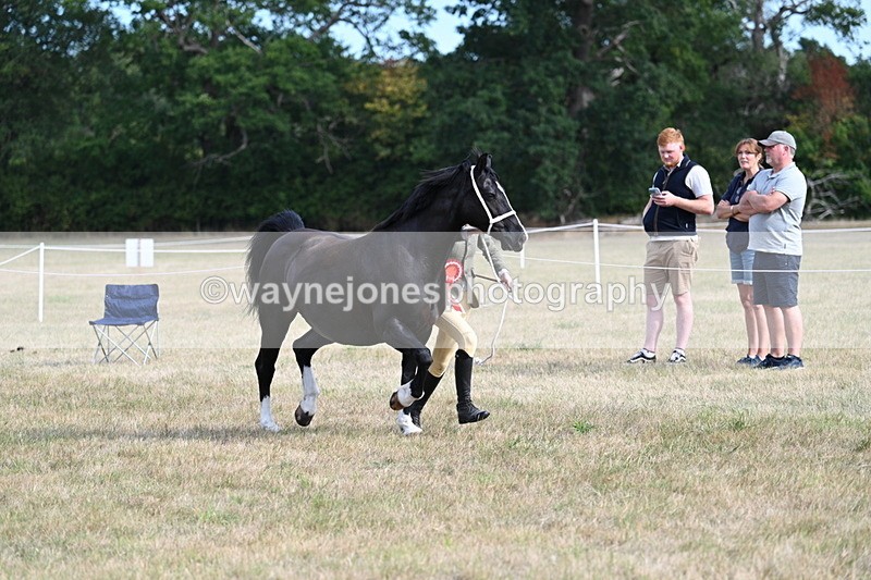 WJ7_8204 - In-hand Championship