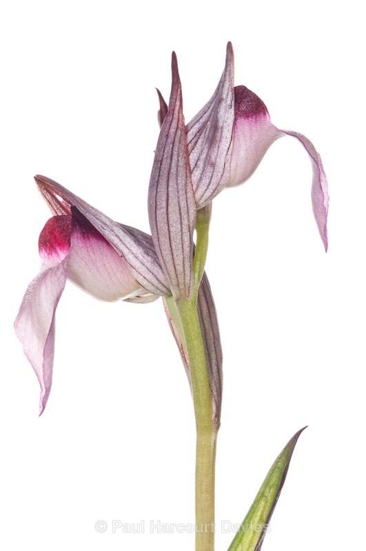  - WB: Orchids - Various