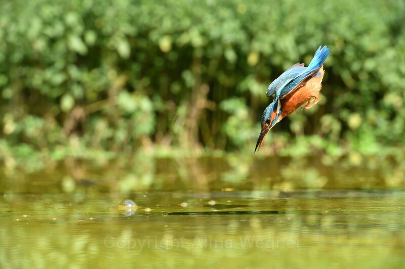  - Kingfishers