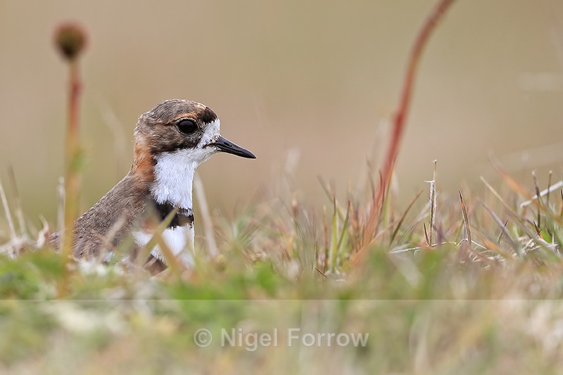 Two-banded Plover head above grass, Carcass Island, Falklands - Two-banded Plover