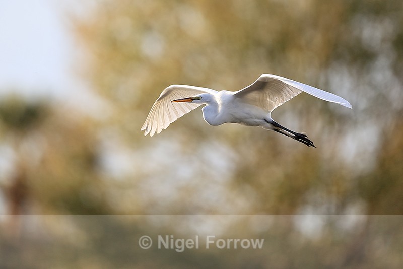 Great Egret, late afternoon - Venice Rookery, Florida - Great Egret