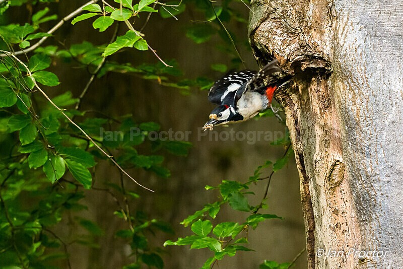 The Busy Parent - Great Spotted Woodpecker 3 of 6 - Nature