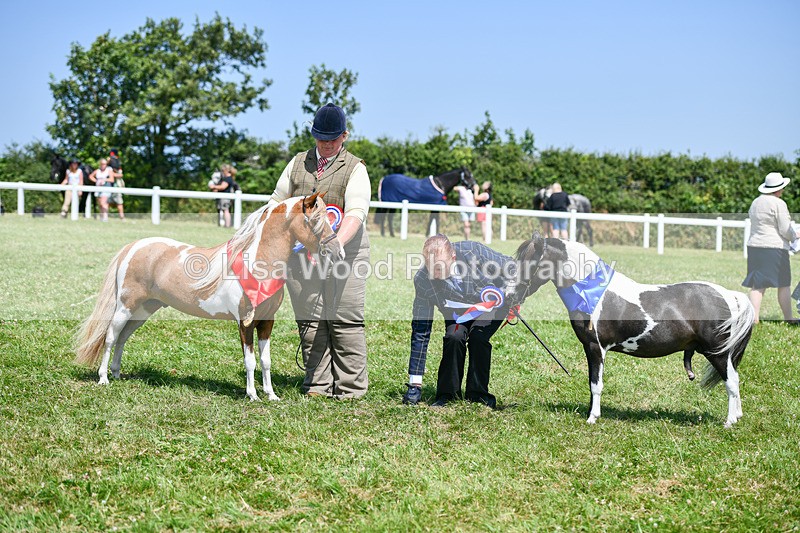 DSC_7295 - Miniature Horse Championship