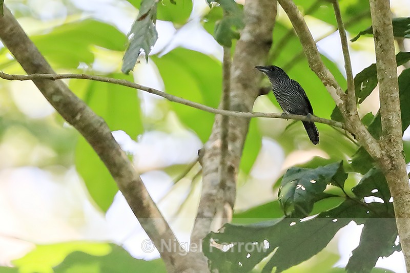 Fasciated Antshrike, Chagres River, Panama - Fasciated Antshrike