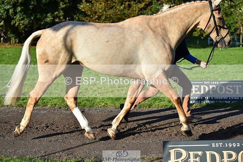 231022-100156-22194 - 612-CORRIEVIEW.MERLIN.MAGIC-Jane.Rogers-TrotUp+SJ