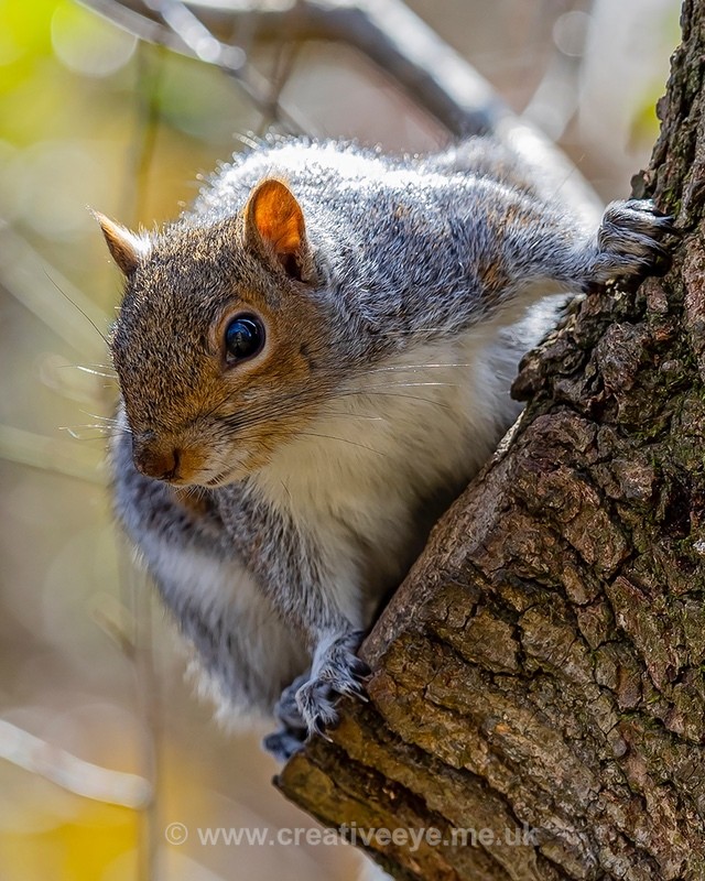 No.0042. Wandlebury Squirrel - Animal world