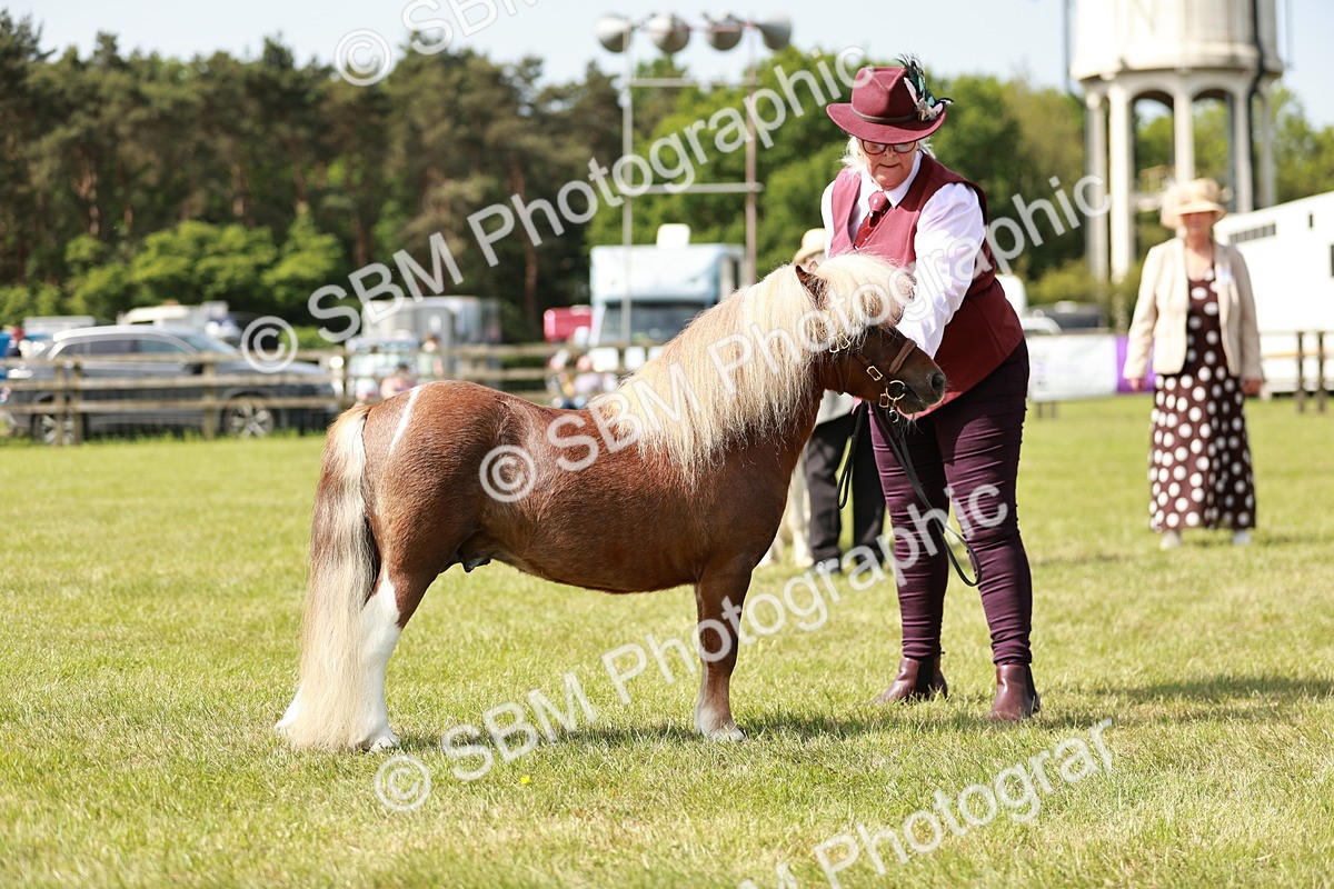 SBM_01994 - Class 14-23 - Mountain & Moorland In Hand Non Welsh