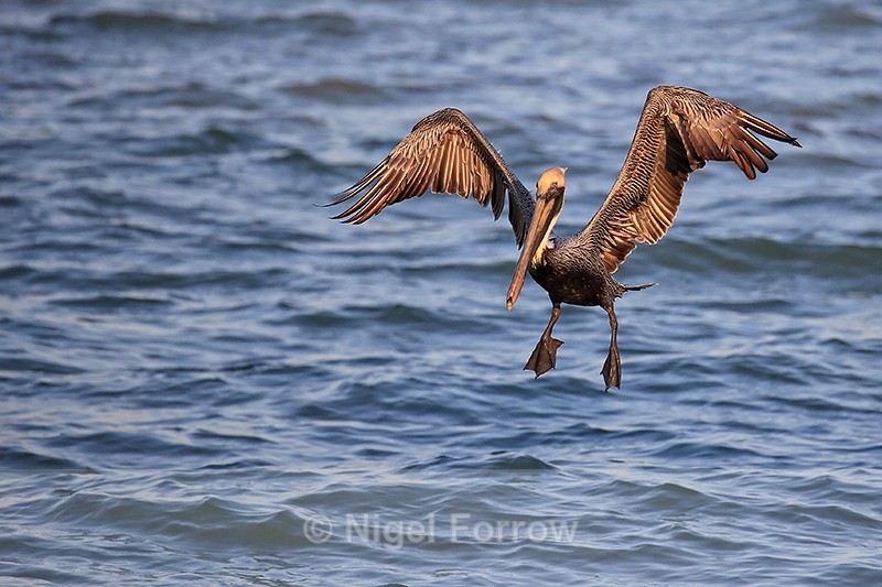 Brown Pelican slowing to land on water, Sanibel Island, Florida - Brown Pelican