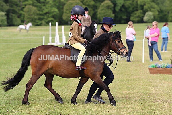 IMG_2273 - Working Hunter