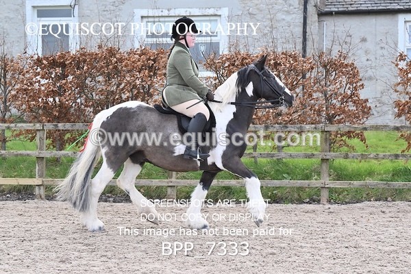 BPP_7333 - RING 1  (RIDDEN HORSES / IN HAND / VETERAN ETC)