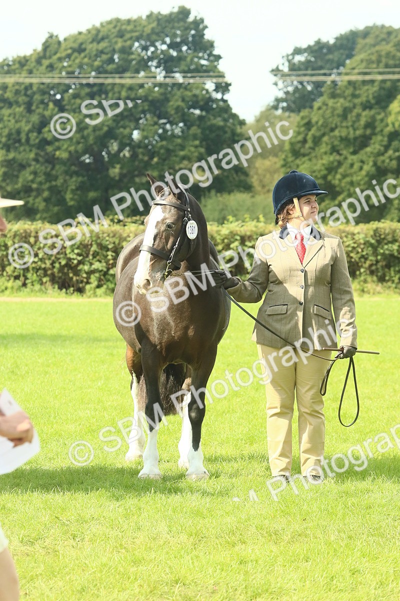 SBM_66414 - S34 - Rehabilitated Rescue Horse & Pony In Hand & Ridden