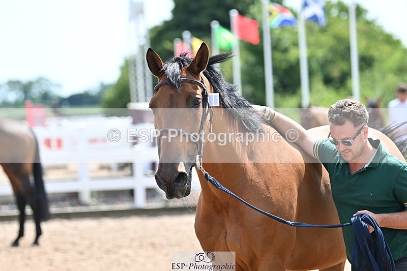 240717A-150108-02451 - Trot Up 3pm to 4pm