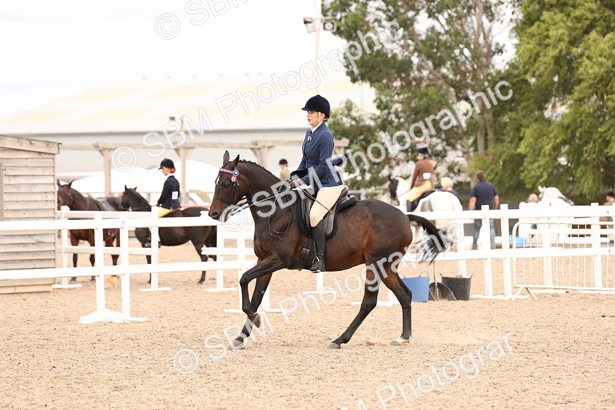 SBM_17339 - Class 214 - Ridden Hack Riding Horse