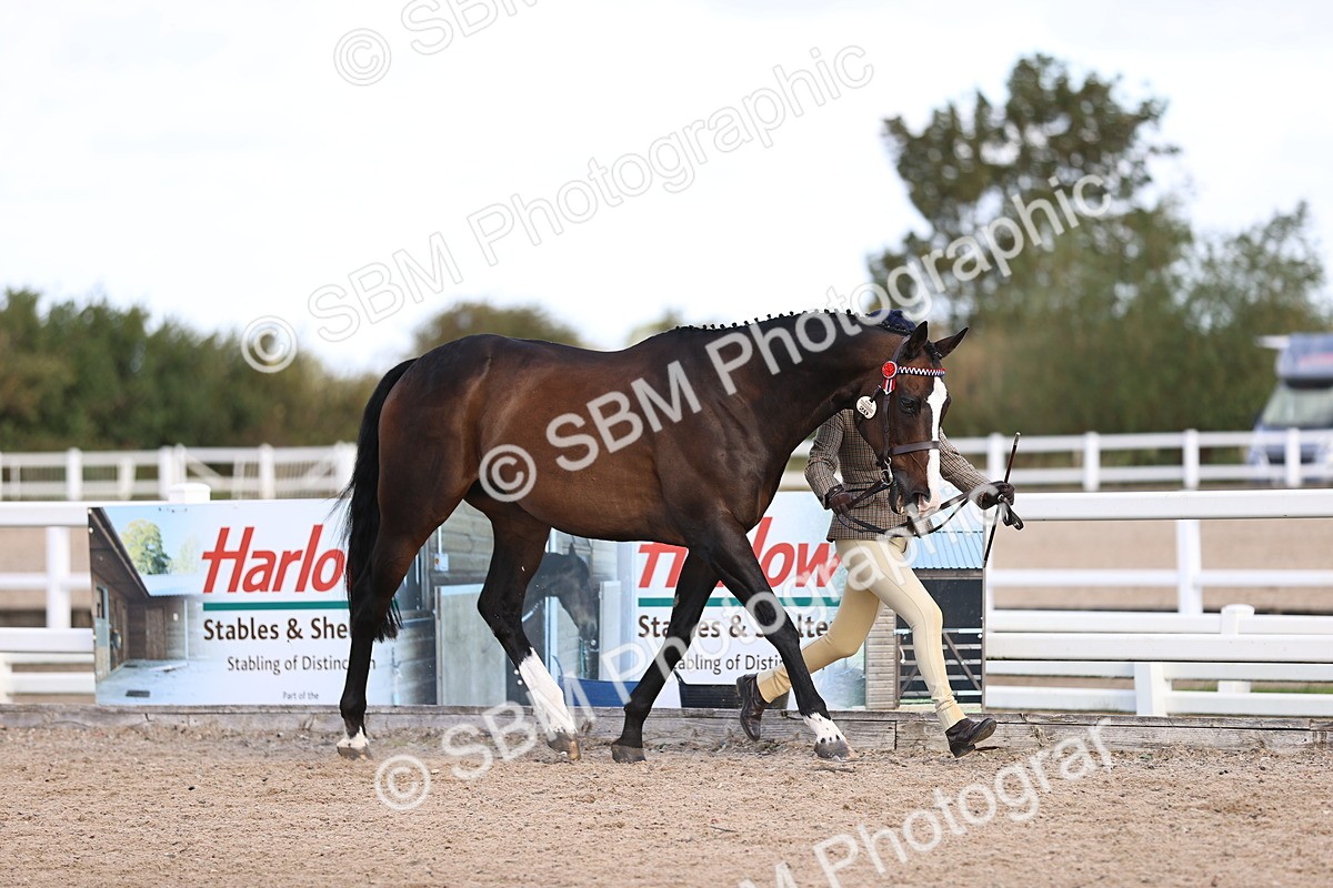 SBM_11507 - Class 407 - IH Hack-Riding Horse