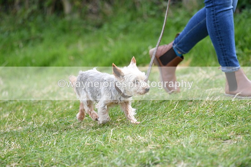 WJ5_9944 - Class 5 Best Veteran / 7 years & over