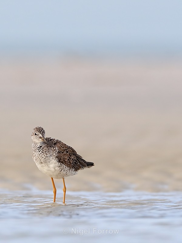 Greater Yellowlegs, Fort De Soto, Florida - Greater Yellowlegs