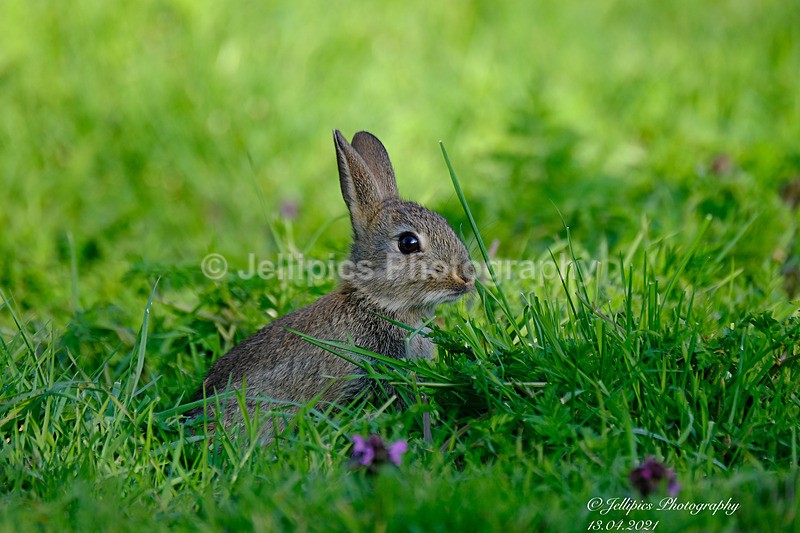  - Wildlife and Nature