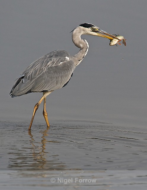 Grey Heron with a Perch - Grey Heron