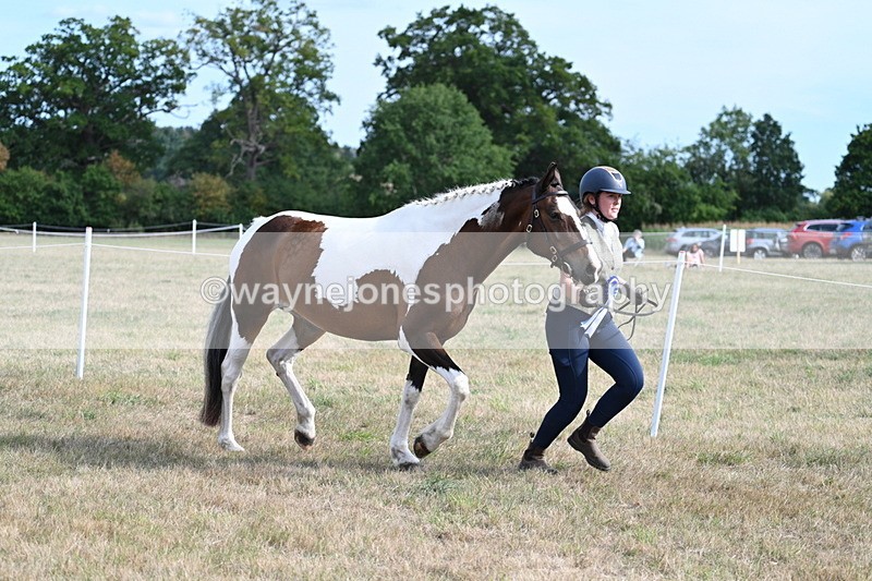 WJ7_8178 - In-hand Championship