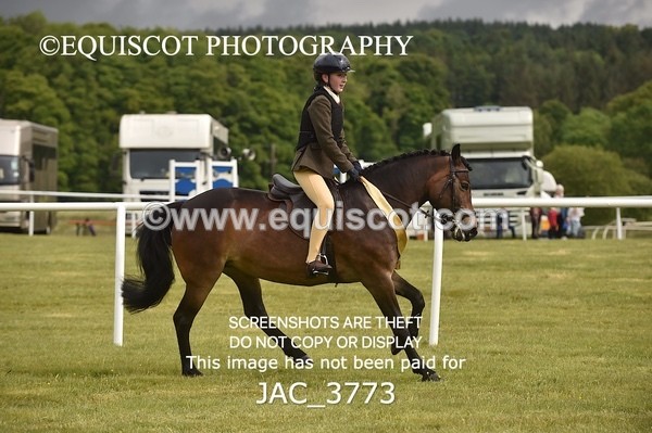 JAC_3773 - 75CM WORKING HUNTER