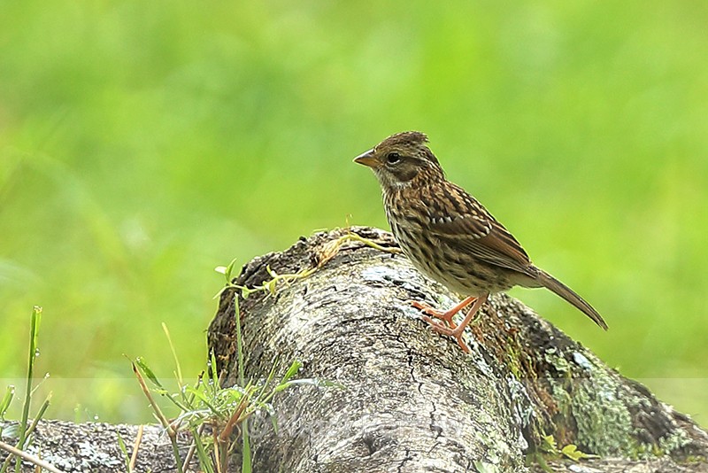 Rufous-collared Sparrow (juvenile), Panama - Rufous-collared Sparrow
