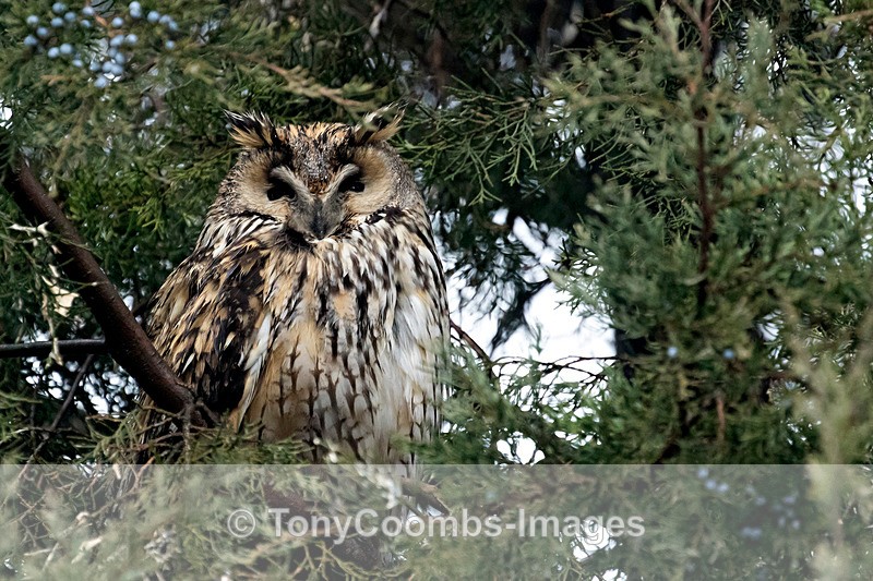 Long-eared Owl - Buzzard and Drinking Pool Hides