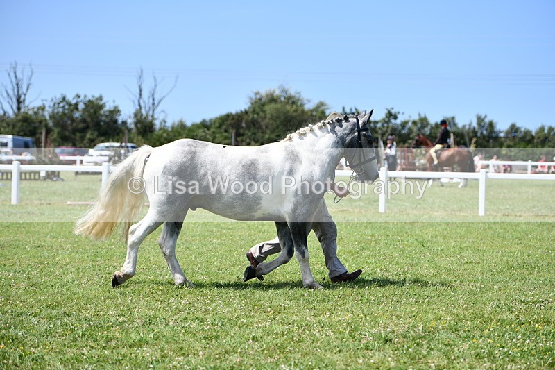 DSC_7464 - Class 63: Coloured Horse Youngstock
