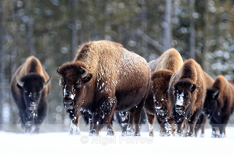 Bison group approaches cautiously, Yellowstone National Park, Wyoming - Bison