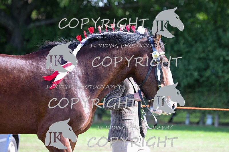 APP_3153 - Class 3 Youngstock