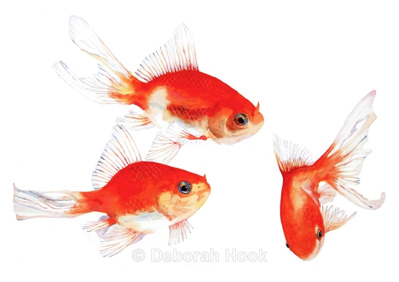 The three amigos - Pets